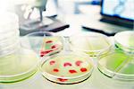 Close up of cultures in petri dishes in lab