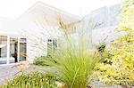 Close up of tall reeds in backyard landscaping