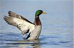 Male Mallard Duck (Anas platyrhynchos) Spreading Wings in Water, Germany