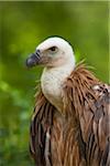 Portrait of Young Griffon Vulture (Gyps fulvus), Germany