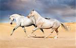 Two akhal-teke horse run in the desert sand