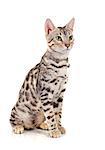 portrait of a purebred  bengal cat on a white background