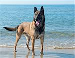 picture of a purebred belgian sheepdog malinois on the beach