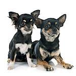 puppy and adult chihuahua in front of white background