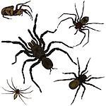 Vector of spiders set on white background