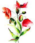 Beautiful Poppy flowers, Watercolor painting