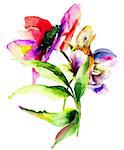 Dahlia Flowers, watercolor illustration