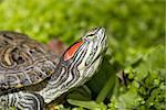 Red eared slider - Trachemys scripta elegans, Turtle head portrait in nature enviroment