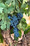 Black grapes on a vine along Ruta del Vino wine route in the Rioja region of Spain, Europe