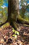 Beech tree sapling (Fagus sylvatica) at base of mature beech tree in Bruern Wood in The Cotswolds, Oxfordshire, England, United Kingdom, Europe