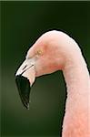 Close-up Portrait of a Chilean Flamingo (Phoenicopterus chilensis), Germany