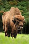 Portrait of a European Bison (Bison bonasus), Germany