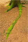 Close-up of moss covered root of tree in forest, Hesse, Germany