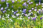 Close-up of crocus and snowdrop in spring, Husum, Schlosspark, Schleswig-Holstein, Germany