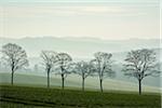 Row of trees in landscape, Echte, Kalefeld, Harz, Lower Saxony, Germany