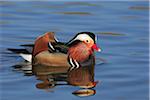 Mandarin Duck (Aix galericulata) on Water, Germany