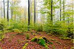 Beech Forest in Autumn, Nature Park, Spessart, Bavaria, Germany