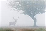 Male Fallow Deer (Cervus dama) on Misty Morning, Hesse, Germany