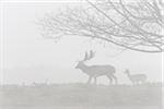 Fallow Deer (Cervus dama) in Morning Mist, Hesse, Germany