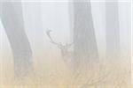 Male Fallow Deer (Cervus dama) in Misty Forest, Hesse, Germany