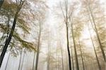 European Beech (Fagus sylvatica) Forest in Mist, Spessart, Bavaria, Germany