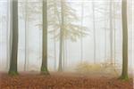 European Beech (Fagus sylvatica) Forest in Mist, Spessart, Bavaria, Germany