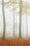 European Beech (Fagus sylvatica) Forest in Mist, Spessart, Bavaria, Germany