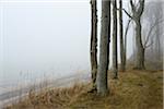 Coastal Beech Forest with Fog and Baltic Sea, Gespensterwald, Nienhagen, Bad Doberan, Western Pomerania, Germany