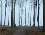 Coastal Beech Forest with Path and Fog, Gespensterwald, Nienhagen, Bad Doberan, Western Pomerania, Germany