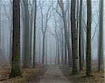 Coastal Beech Forest with Path and Fog, Gespensterwald, Nienhagen, Bad Doberan, Western Pomerania, Germany