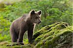 Brown Bear Cub (Ursus arctos), Bavarian Forest National Park, Bavaria, Germany