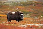 Muskox (Ovibos moschatus), Dovrefjell Sunndalsfjella National Park, Norway