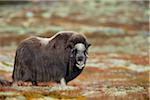 Muskox (Ovibos moschatus), Dovrefjell Sunndalsfjella National Park, Norway