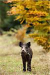 Portrait of young, Wild Boar (Sus scrofa), Germany