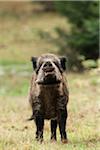 Portrait of Wild Boar (Sus scrofa) calling, Germany