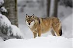 Portrait of Wolf (Canis lupus) in winter, Bavarian Forest National Park, Bavaria, Germany