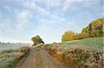 Landscape with a dirt road trail in the Bavarian Forest on an early morning in autumn, Bavarian National Forest, Bavaria, Germany