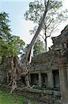 Kapok tree growing in the ruins of Preah Khan Temple, UNESCO World Heritage Site, Angkor, Siem Reap, Cambodia, Indochina, Southeast Asia, Asia