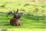 Roaring red deer (Cervus elaphus) male lying in a meadow in autumn, Bavarian Forest national Park, Bavaria, Germany