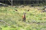 Portrait of a male, red deer (Cervus elaphus) standing in a meadow in autumn, Bavarian Forest National Park, Bavaria, Germany