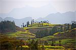 Misty view of field terraces, some with blooming oil seed rape plants, Luoping,Yunnan, China