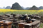 Swarms of bees and three beekeepers working next to fields with yellow blooming oil seed rape plants, Luoping,Yunnan, China