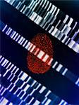 Human fingerprint placed on DNA gel illustrating genetic engineering