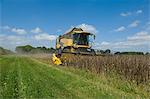 Farmer driving combine harvester in field