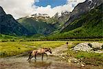 Horse walking through valley river, Mazeri village, Svaneti, Georgia