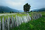 Fence in misty valley, Mazeri village, Svaneti, Georgia