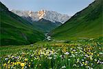 View of wildflower meadow and Shkhara mountain, Ushguli village, Svaneti, Georgia