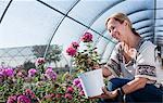 Mature female customer admiring potted plant in plant nursery polytunnel