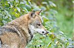 Eurasian Wolf (Canis lupus lupus) in Forest in Autumn, Bavarian Forest National Park, Bavaria, Germany