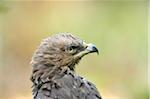 Portrait of Lesser Spotted Eagle (Clanga pomarina) in Forest in Autumn, Bavarian Forest National Park, Bavaria, Germany